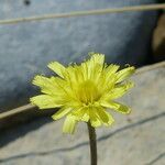 Pilosella lactucella Flower