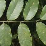 Dalbergia glomerata Leaf