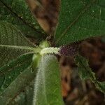 Trichostachys aurea Flor