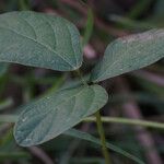 Calopogonium mucunoides Leaf