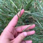 Urochloa eminii 花