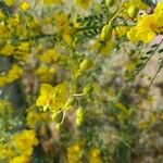 Parkinsonia aculeataŽiedas