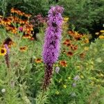 Liatris pycnostachya 花