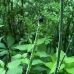 Equisetum laevigatum বাকল