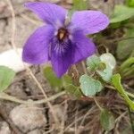 Viola odorata Fleur