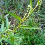 Persicaria hydropiper পাতা