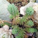 Petrosedum sediformeFolio