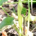 Arum palaestinum Fruit