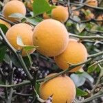 Citrus trifoliata Plod