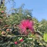 Calliandra surinamensis Flower