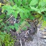 Catapodium rigidum Hoja