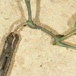 Piper consanguineum 樹皮