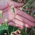 Emilia sonchifolia Fleur