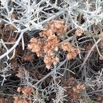 Schizogyne sericea Plod