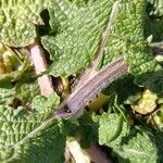 Salvia verbenaca Rinde