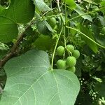 Jatropha curcas Gyümölcs