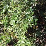Searsia quartiniana Habit