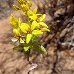 Tristellateia australasiae Flor