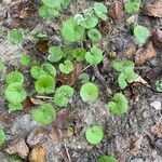 Dichondra carolinensis Feuille