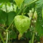 Physalis longifolia Plod