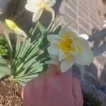 Narcissus tazetta Fleur