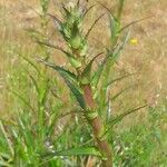 Eryngium paniculatum ഇല