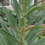 Echium callithyrsum Leaf