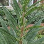 Echium callithyrsum Lapas