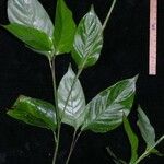 Ischnosiphon elegans Other