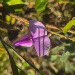 Vigna frutescens Blüte