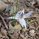 Erythronium albidum Virág