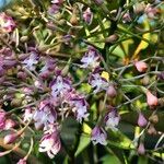 Epidendrum atacazoicum Кветка