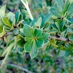 Berberis microphylla Deilen