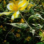 Hypericum balearicum Blatt