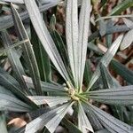 Podocarpus macrophyllus Leaf