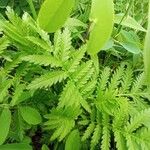 Tanacetum macrophyllum Leaf