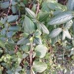 Lonicera japonica List