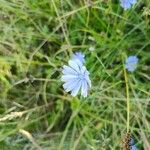 Cichorium endiviaFlor