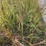 Aristida adscensionis Drugo