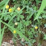 Trifolium aureum Hábito