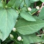 Acmella radicans Leaf