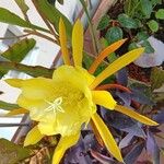 Epiphyllum oxypetalumBlüte