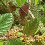 Cissus discolor Leaf