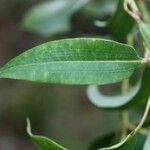 Agarista salicifolia Leaf