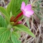 Sipanea hispida Flor