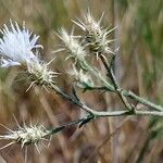 Centaurea diffusa 花