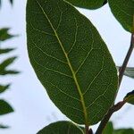 Laurus nobilis Leaf