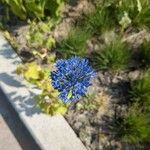 Allium caeruleum Kvet