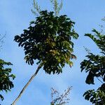 Mosquitoxylum jamaicense 葉