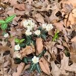 Chimaphila maculataFleur